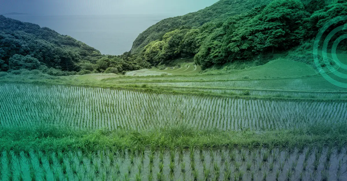 Rice cultivation methane reduction