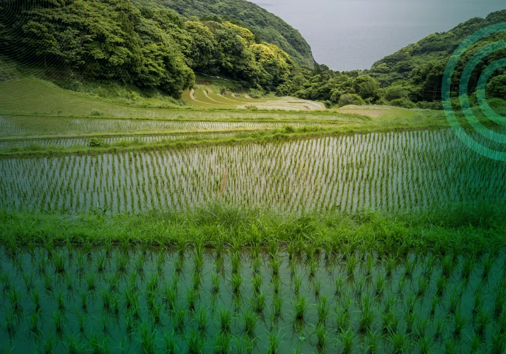 GCC Approves Rice Cultivation Methane Reduction Methodology